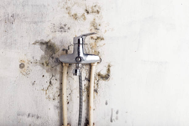 Best Professional Mold Removal  in Big Spring, TX