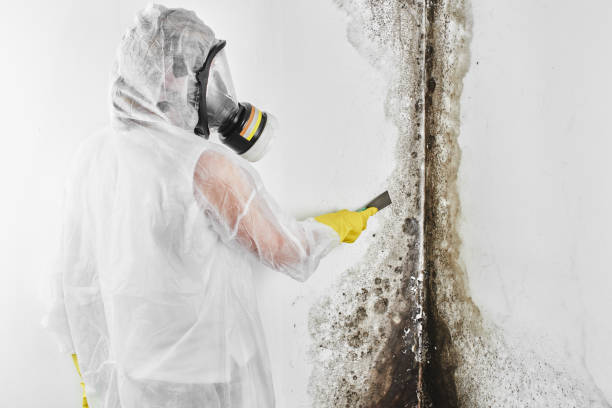 Mold Testing and Removal in Big Spring, TX