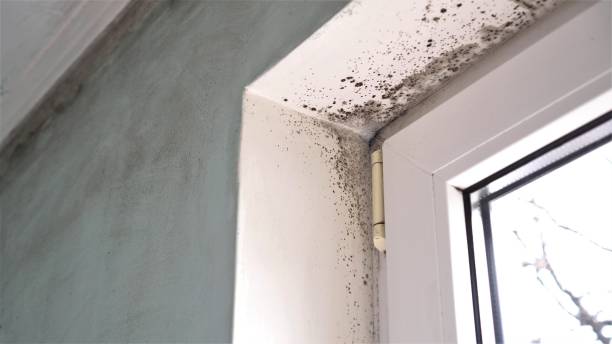 Best Mold Removal Near Me  in Big Spring, TX