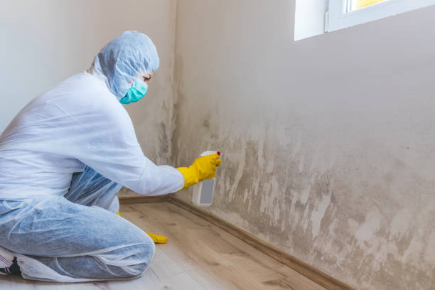 Best Commercial Mold Removal  in Big Spring, TX