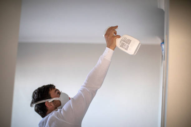 Best Black Mold Removal  in Big Spring, TX