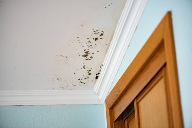 Best Mold Removal Company Near Me  in Big Spring, TX