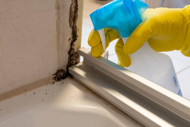 Best Mold Testing and Removal  in Big Spring, TX