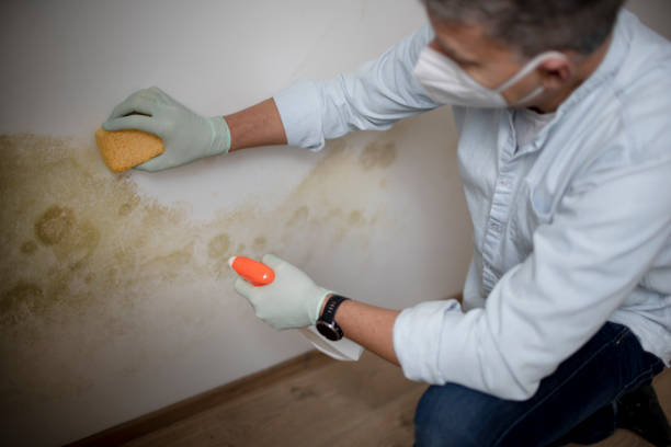 Best Home Mold Removal  in Big Spring, TX