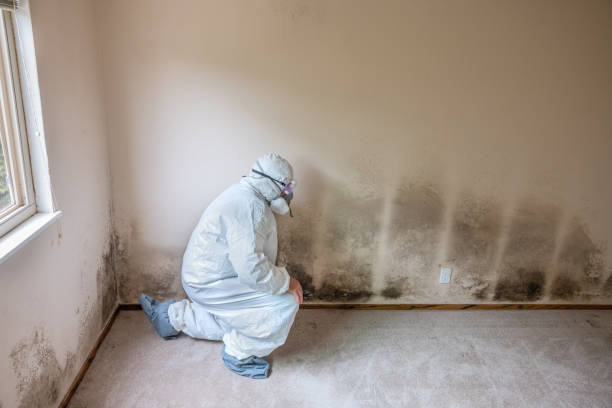 Best Certified Mold Removal  in Big Spring, TX