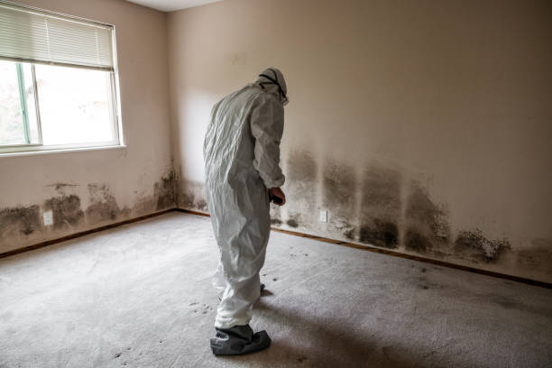 Best Professional Mold Removal  in Big Spring, TX