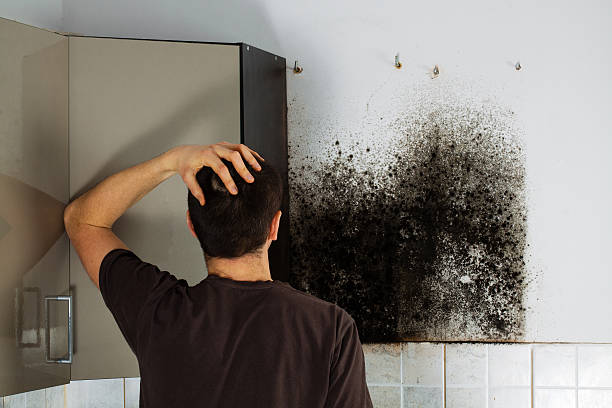 Trusted Big Spring, TX Mold Removal Experts