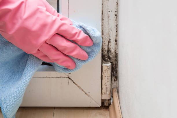 Best Same-Day Mold Removal  in Big Spring, TX