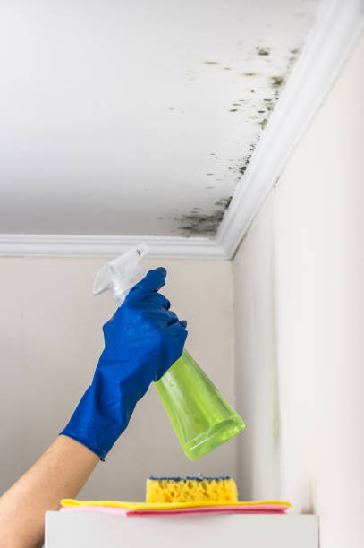 Best Mold Damage Repair  in Big Spring, TX